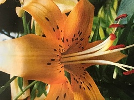 Foto: Wolfgang Mathys